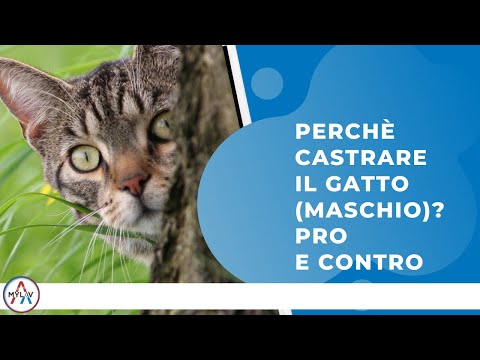 Video: Perché Castrare I Gatti?