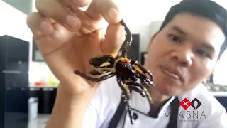 Frogs 4 Lunch • Cambodia's YouTube Chef • Phnom Phen • CAMBODIA
