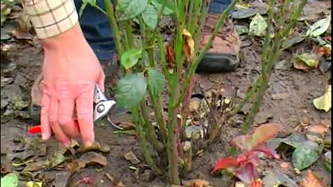 Herbstschnitt bei Rosen ?
