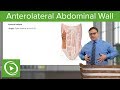 Anterolateral Abdominal Wall – Anatomy | Lecturio