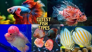 top 10 beautiful fish in the world || cute fish videos || fish types|| Khubsurat machhliyan