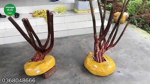 Sim rừng vanh to tay cành đẹp.Hoa bạn và tôi