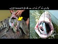 8 Unusual Things Found Inside Animals | جانوروں کے جسم سے ملنے والی عجیب چیزیں | Haider Tv