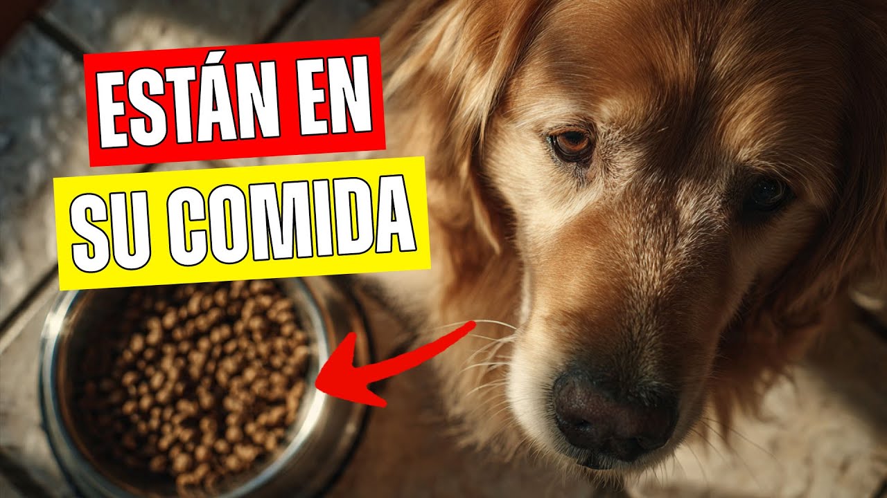 4 Ingredientes en su COMIDA que Están CAUSANDO Tumores en tu Perro