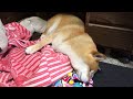 寝床作りに失敗して毛布がグチャグチャになり全てがどうでもよくなる柴犬　Shibe failed to make his bed and was messed up, lost motivation