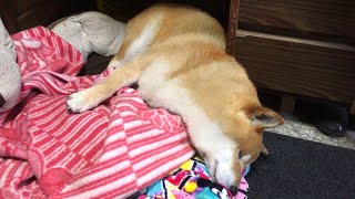 寝床作りに失敗して毛布がグチャグチャになり全てがどうでもよくなる柴犬　Shibe failed to make his bed and was messed up, lost motivation