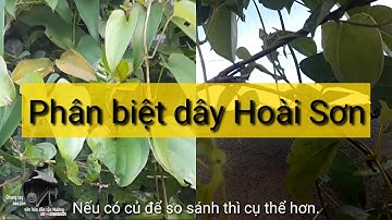 Phân biệt dây Hoài sơn với dây củ mài, củ dạng | Trai Xứ Mường