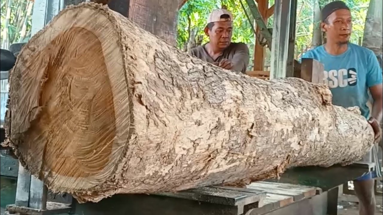 sawing young teak logs into quality furniture materials at the sawmill ...