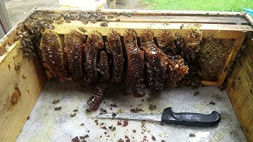 Follow up to Cross Comb in a Bee Hive