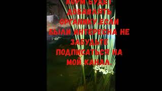 Правильное содержание аквариумных рыбок пруду Правильное содержание аквариумных рыбок пруду