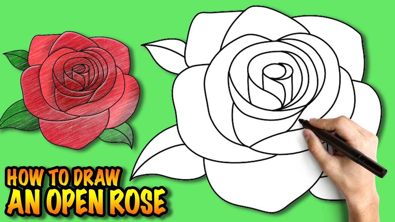  How to draw  an Open Rose Easy step  by step  drawing  