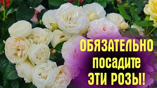 НЕПРИХОТЛИВЫЕ и ЦВЕТУТ БУКЕТАМИ! Показываю САМЫЕ ЗАМЕЧАТЕЛЬНЫЕ сорта РОЗ