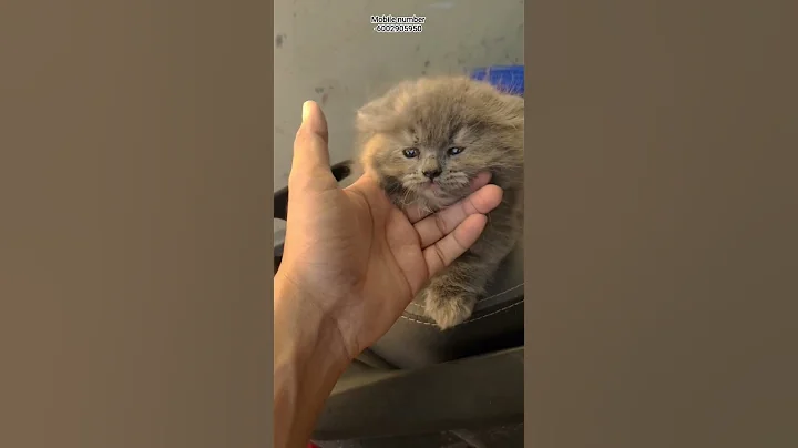 Watch the video about Home breeding Persian kittens available in guwahati...affordable price#sale#persian#kittens#guwahati