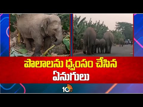 Elephants Hulchul in Manyam District | పొలాలను ధ్వంసం చేసిన ఏనుగులు | 10TV News - 10TVNEWSTELUGU