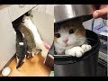 とんでもない所にいるかわいい猫ちゃんが面白い件ｗ～Outrageous cute cats that are in place.