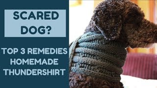 Scared Dog? Top 3 Remedies, Homemade Thundershirt