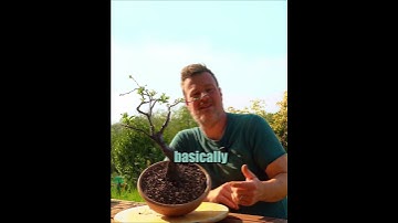 What Is the Apex in Bonsai? 🌳 (It’s Not Just “the Top”)  #bonsai #bonsaicare #gardening