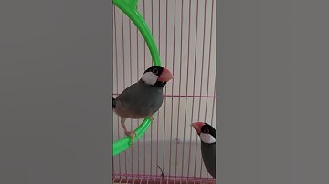 Java sparrow #javasparrow #birds #finch