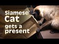 Siamese Cat gets a present