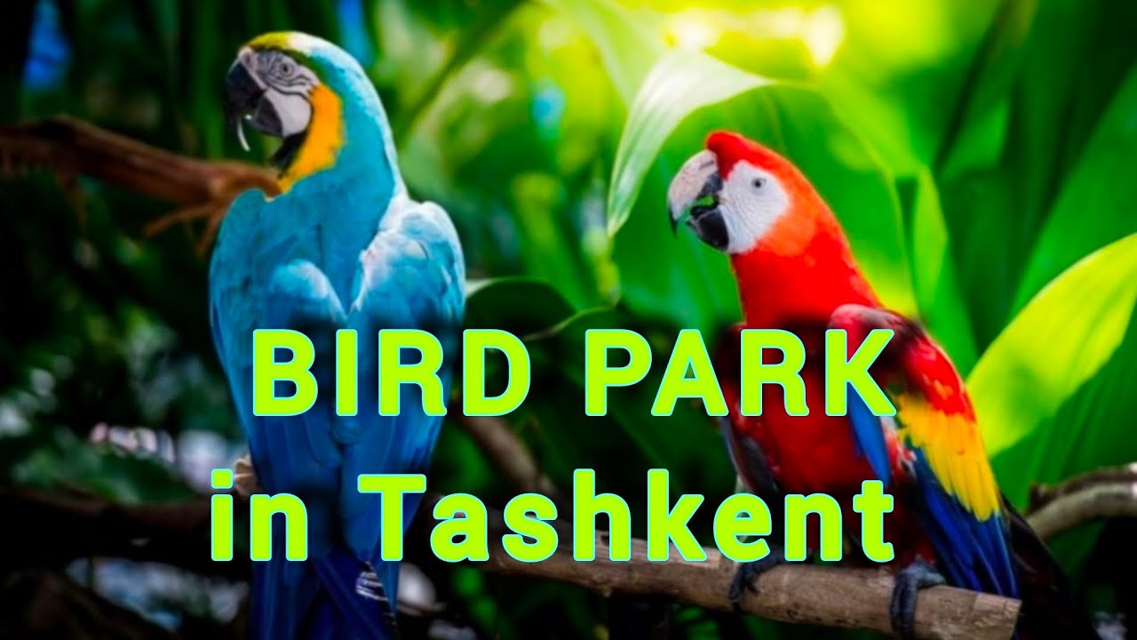 Парк ручных попугаев в Ташкенте. Ташкентский зоопарк.