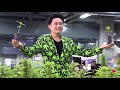 Thailand starts giveaway of 1 million cannabis plants