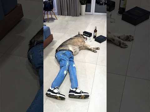 ПЬЯНАЯ СОБАКА НА ПОЛУ / DRUNK DOG ON THE FLOOR