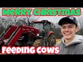 Christmas Morning Feeding Cows