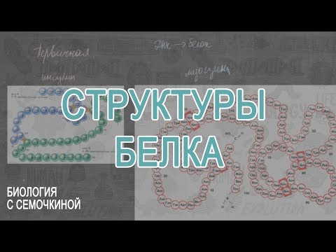 Видео: Какова химическая структура белка?