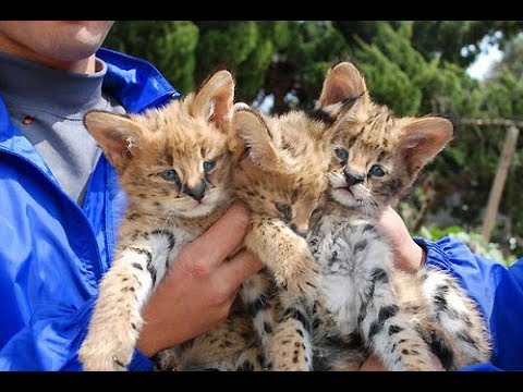 珍しい マイナーな野生の猫科のかわいい動物たち ヤマネコ スナネコets Minor Wild Feline Of Cute Animals Youtube