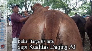 HOW BIG IS AN 87 MILLION COW?