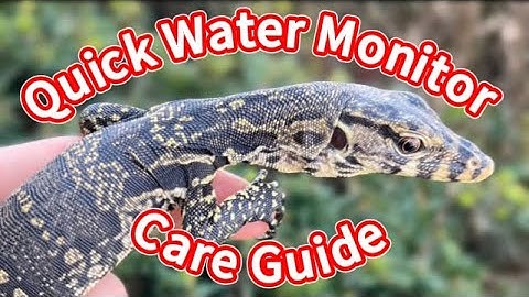 Asian Water Monitor guide