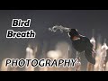 EPIC BIRD BREATH PHOTOGRAPHY VLOG: tips and tricks and behind the scenes!