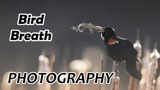 EPIC BIRD BREATH PHOTOGRAPHY VLOG: tips and tricks and behind the scenes!