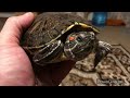 Дружковка//Дружковка сегодня//Красноухие черепахи//Как обращаться с черепахами.