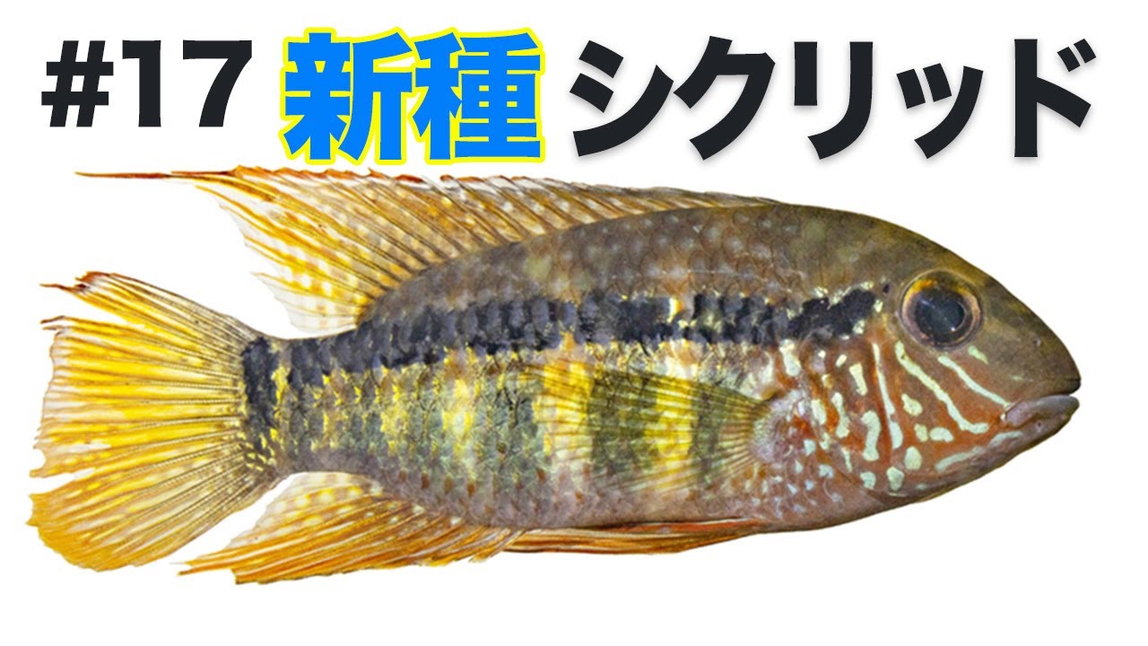 Cichlids from Central America　熱帯魚 Cichlids from Central America 熱帯魚 Cichlids from Central America