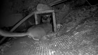 Eviction of a Bushy-Tailed Woodrat