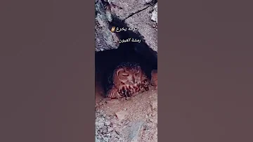 صوت البومة 
