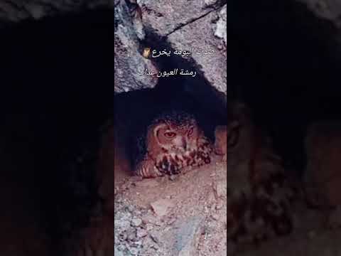 صوت البومة