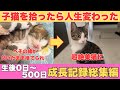 生まれたての子猫を拾ったら人生変わった【生後0日～500日成長記録総集編】