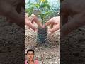 Using a plastic bottle to stimulate root growth in tomato plants is a simple yet effective method.