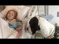GIANT DOG APPROACHES LITTLE GIRL IN HOSPITAL BED NOW KEEP YOUR EYE ON HIS BACK