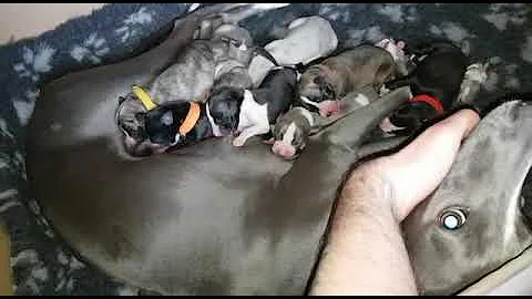 MILK BAR ANYONE    Baby whippets feeding  and mama willows first litter