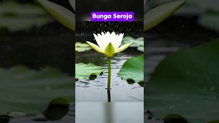 Download Lagu Bunga Seroja \u0026 Jeruk Mekar MP3
