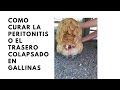 Como curar la peritonitis o el trasero colapsado en gallinas