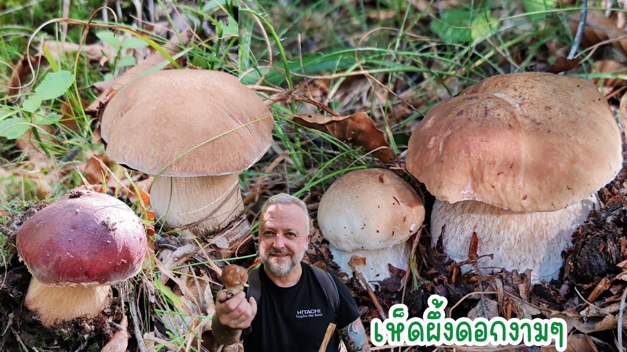 เก็บ​ให้สะใจ‼️เห็ด​ผึ้ง​หวาน​ใกล้​บ้าน​ออกแล้ว#เก็บ​เห็ด​ในอิตาลี่.​Ep92/2025