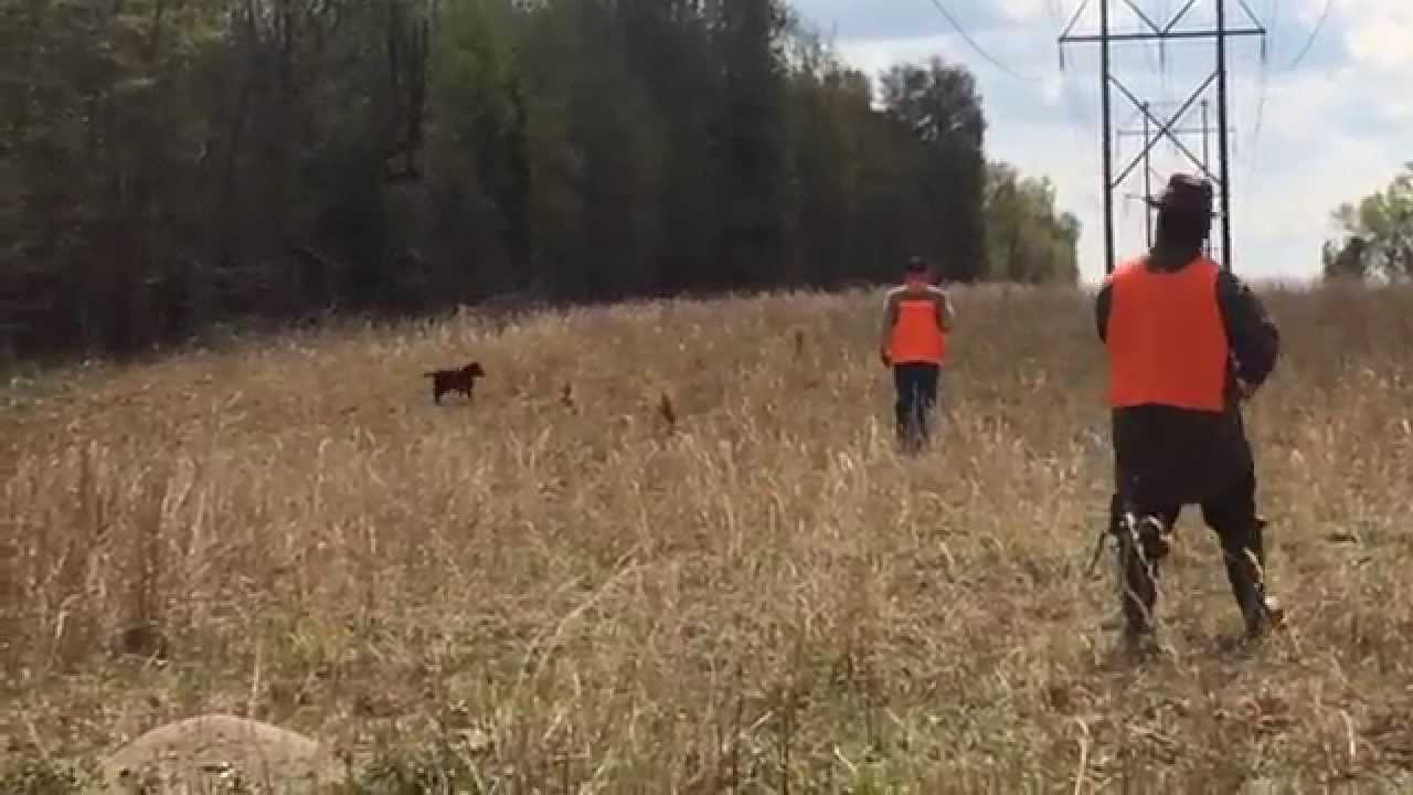 American Water Spaniel Started Dog Upland Hunt Test YouTube american-water-spaniel-started-dog-upland-hunt-test-youtube