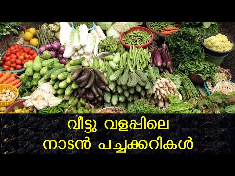 വീട്ടു വളപ്പിലെ നാടൻ പച്ചക്കറികൾ  cultivation of  local vegetables in our backyard business Kerala