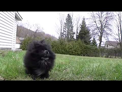 JVC Everio GZ-VX705 300fps Slow Motion Footage