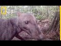 No te lo pierdas un perro de la jungla extremadamente raro  national geographic en espaol