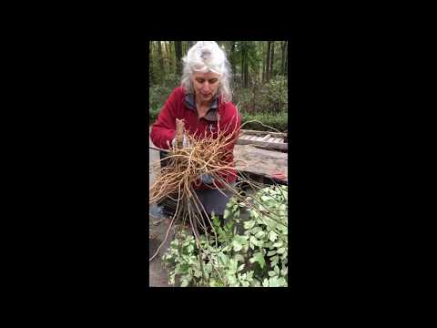 Video: Tree Peony. Reproduction By Dividing The Bush